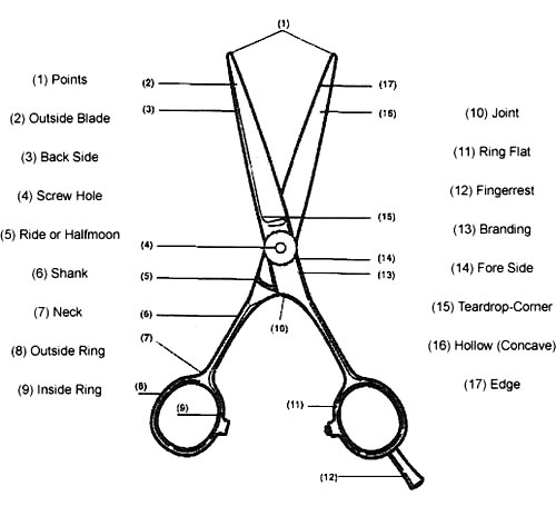 parts and characteristics of scissors